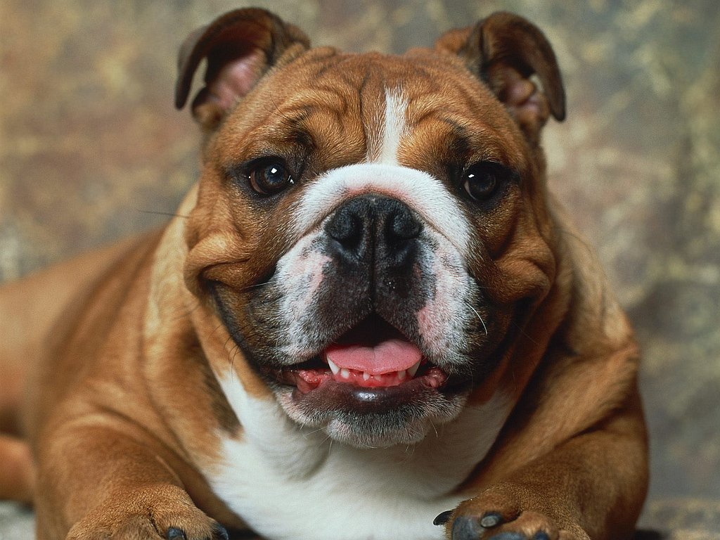 Say Cheese, Bulldog